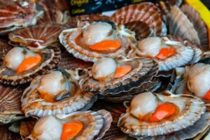 Coquilles Saint-Jacques du Calvados